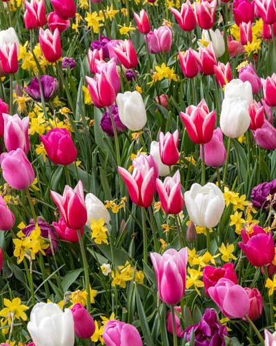 Zmes Happy Friday , 100 ks